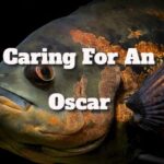 Caring For An Oscar Fish