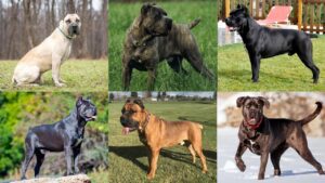 cane corso exercise requirements