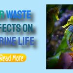 Waste’s Impact on Marine Life: A Growing Concern