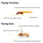 Flying Termites Control: Essential Strategies for Action