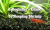 Shrimp Care Essentials: A Beginner’s Guide