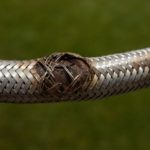 Emergency Plumber Tips for Burst Pipes and Flexi Hoses