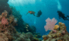 Belize Barrier Reef: Your 2025 Snorkeling and Diving Paradise