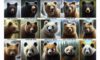 Surviving a Bear Attack: Essential Tips to Stay Safe