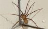Effective Elimination Strategies for Spider Pest Control