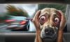 Proven Motion Sickness Remedies for Dogs